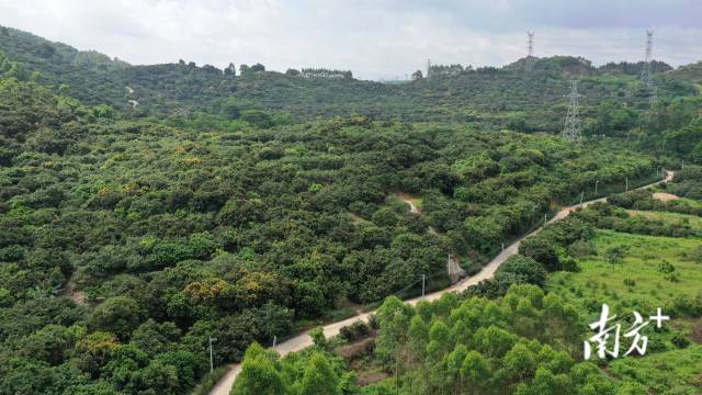 博罗县龙华镇山前村的荔枝果园 博罗县龙华镇山前村的荔枝果园