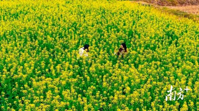 四会桔子景区的油菜花田。 四会发布 供图