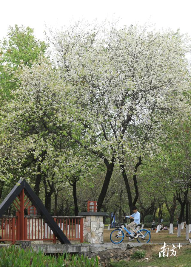 梨花铺展如云似雪。 南方拍客 莫郁芬 供图