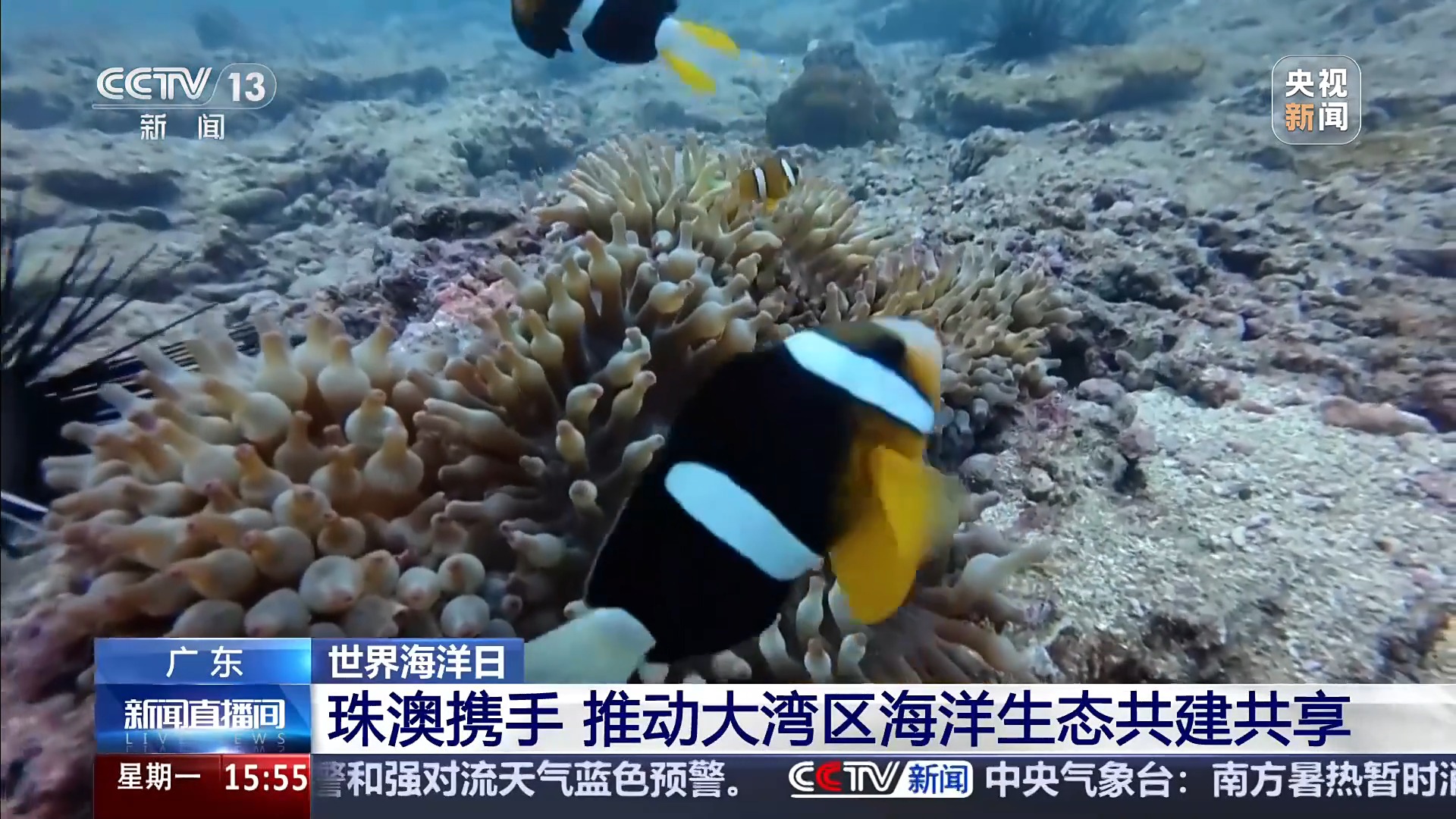 海底珊瑚监测 海底珊瑚监测