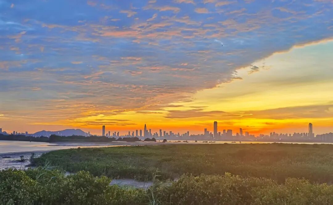 深圳立法精准破题,24条新规保护红树林湿地 深圳立法精准破题,24条新规保护红树林湿地
