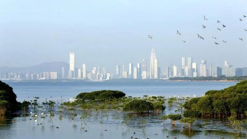 深圳立法精准破题,24条新规保护红树林湿地 深圳立法精准破题,24条新规保护红树林湿地